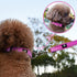 NESTROAD Reflective Dog Collar and Leash Set,Soft Neoprene Pet Collar with Quick Release Buckle,Adjustable Nylon Dog Collars for Small Medium Larg...