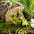 Top Collection Miniature Garden Pixie Riding Frog, Green, Tan...