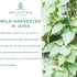 Japanese He Shou Wu Fo Ti Powder Potent Fermented Herbal Extract for Vitality | Wild Harvested in Japan | Pure Fo Ti for Hair Health Support | Ant...