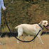 Dog Leash with Comfortable Padded Handle and Highly Reflective Threads, 360-Degree No Tangles and Comfortable Padded Handle,Suitable for Small,Med...