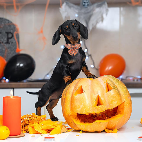 Maca Bates Halloween Pumpkin Dog Collar with Bow Bowtie for Dogs Sailor Bow Tie Adjustable Breakaway Cute Collars Accessories Fall Gift for Small ...