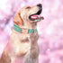 Elegant little tail Dog Collar, Pink Floral Print Pet Collar Summer Dog Collar Pet Collar Dog Cotton Durable Dog Collar Metal Buckle Collar for Sm...