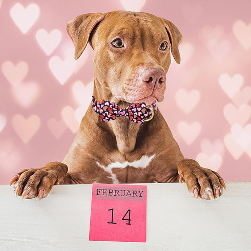 Valentine's Day Dog Collar with Bow Tie,Colorful Love Heart Male Dog Collar with Safety Metal Buckle Adjustable Puppy Collars for Small Medium Lar...
