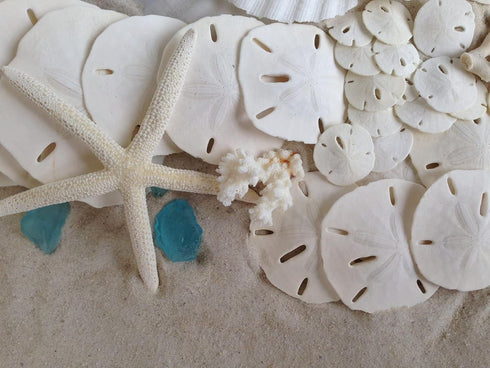 Tumbler Home White Sand Dollars 3"-3.5" - 10pcs - Wedding Seashell Craft Sandollars- Hand Picked and Professionally Packed...