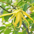 Ylang-Ylang Seeds Cananga Odorata Fragrant Evergreen Attracts Butterflies Hummingbirds & Bees Landscape Garden Border Outdoor 5Pcs Tropical Tree S...