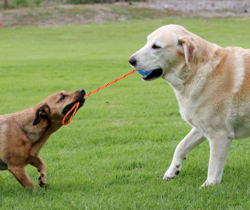 2 Pack Dog Ball, K9 Ball, Solid Rubber Ball on Rope for Reward, Fetch, Play(Blue and Red)...