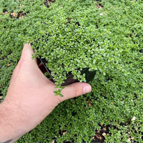 QAUZUY GARDEN 1000 Seeds Lemon Thyme Thymus Citriodorus Herb Flower Seeds Non-GMO Seeds Fast Growing & Maintain...