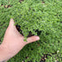 QAUZUY GARDEN 1000 Seeds Lemon Thyme Thymus Citriodorus Herb Flower Seeds Non-GMO Seeds Fast Growing & Maintain...