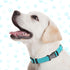 9 Pieces Adjustable Dog Collar for Medium Dogs, Soft Nylon Dog Collar with Quick Release Buckle Collar Bulk for Dogs Walking Running Training (Bri...