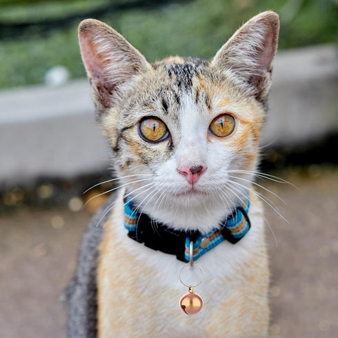 Cat Bell, 8 PCS Bell for Dog Collar Charm Dog Collar Bell Round Dog Bells Cat Bells for Collar Loud Dog Training Bell with Pet Collar Accessories ...