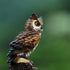 Garden Resin owl Statue,Decor for Outside Ornaments,Garden Decorations owl,Garden Accessories Outdoor Patio Lawn 7 inch Tall Brown...