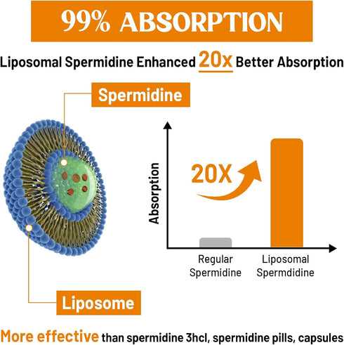 30mg Spermidine Supplement, Liposomal Spermidine, High Absorption, More Potent Than Spermidine 3HCL, Fermented Wheat Germ Extract, Spermidine for ...