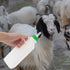 1 Set Lamb Feeding Bottle Lamb Feeding Tools Goat Feeding Bottle Pig Feeding Bottle Calves Bottle Sheep Milk Feeder Lamb Kids Bottle Goat Milk Bot...