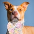 Adjustable Pet Bow Tie and Dog Collar for Lady Small Medium Large Dogs, Puppy Collar with Bowtie, Cute Lady Bow and Dog Collars - Comfort Soft Cot...