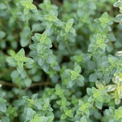 Lemon Thyme Seeds Thymus Citroidorus Fragrant Evergreen Deer & Rabbit & Drought Tolerant Culinary Ornamental Ground Covers Patio Container Indoor ...