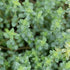 Lemon Thyme Seeds Thymus Citroidorus Fragrant Evergreen Deer & Rabbit & Drought Tolerant Culinary Ornamental Ground Covers Patio Container Indoor ...