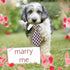 4 Pieces Cat Dog Tie with Collar Adjustable Puppy Pets Formal Necktie Collars Cat Dogs Bow Ties for Cat Small Dogs Grooming Costume Accessories...