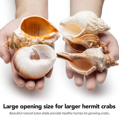 5Pcs Large Hermit Crab Shells, Natural Sea Conch Size: 3"-4.5", Opening Size: 1.5"-3", Turbo Seashells for Hermit Crab Supplies and Beach Decorati...