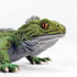 Safari Ltd. Tuatara Figurine - Detailed 7" Plastic Model Figure - Fun Educational Toy for Boys, Girls & Kids Ages 3+...
