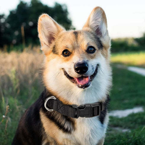 PuppyDoggy Adjustable Dog Collar Black Nylon Dog Collar Martingale Collar for Dogs with Quick Release Buckle Classic Pet Collar for Small Medium L...