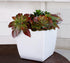 The HC Companies 8 Inch Aria Square Self Watering Planter - Plastic Plant Pot for Indoor Outdoor Plants Flowers Herbs, Glossy White...