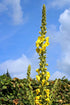 100% Dried Mullein Flowers (Verbascum thapsus) | Net Weight: 0.52oz / 15g | Soothing, slightly sweet tea with many benefits - Used for edible flow...