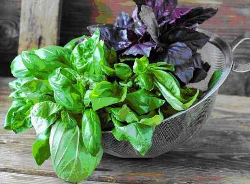Seeds Indoor Basil Mix (Red, Purple and Green) Herb Heirloom for Planting Non GMO...