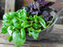 Seeds Indoor Basil Mix (Red, Purple and Green) Herb Heirloom for Planting Non GMO...