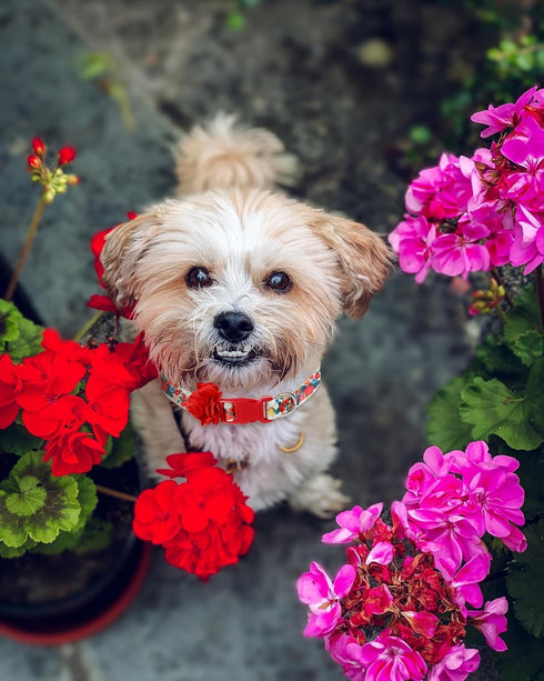 Floral Dog Collar for Large Dogs, Designer Girl Dog Collar with Flower Bow, Quick Release Dog Wedding Collar...