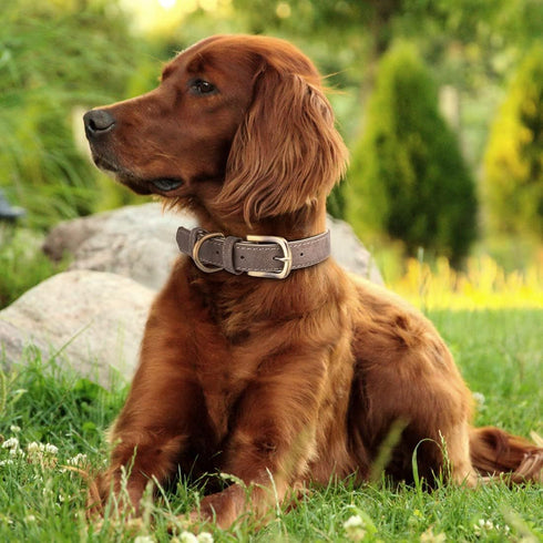 Classic Leather Dog Collar for Small Medium Large Dogs Padded Soft and Strong Adjustable Pet Collars Heavy Duty Dog Collar...
