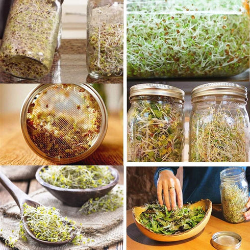 Sprouting Lids WIDE MOUTH 316 Stainless Steel Mesh Lid Sprouting Strainer Lids Kit for Mason Jars Canning Lids Growing Alfalfa Sprout Seeds Salad ...