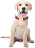 Dog Collar Reflective, Multi-Colored Stripe Dog Collar, Soft Adjustable Dog Collars with Metal Buckle for Small Medium Large Dogs, Perfect Pet Col...