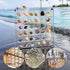 Acrylic Magnetic Seashell Display Box, Seashell Collection Box and Jewellery Display Box, Collection of Seashells for Display, Small Crafts Storag...