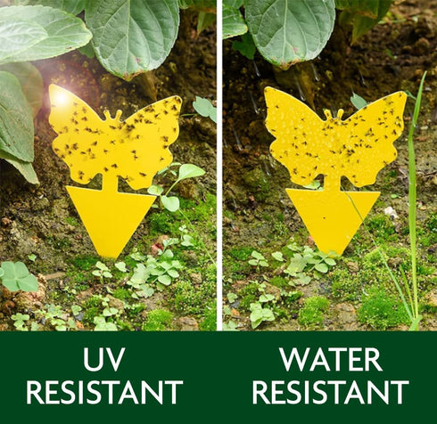 Fruit Fly Sticky Traps (40-Pack) - Ready-to-Use Plant Traps for Fruit Flies, Moths, Gnats, Aphids, and Flying Insects - Yellow Sticky Bug Trap wit...