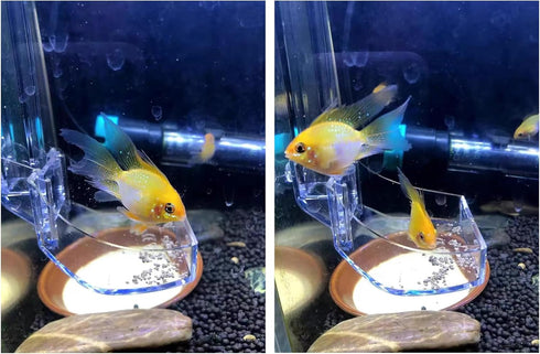 Aquarium Fish Shrimp Feeding Dish Set, Transparent Shrimp Feeding Tube, Fish Tank Feeding Supplies with Feeding Ring Cleaning Brush Aquarium Fish ...