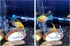 Aquarium Fish Shrimp Feeding Dish Set, Transparent Shrimp Feeding Tube, Fish Tank Feeding Supplies with Feeding Ring Cleaning Brush Aquarium Fish ...