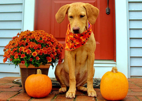 4 PCS/Pack Halloween Dog Bandana Pumpkin Reversible Triangle Bibs Scarf Accessories for Dogs Cats Pets Large...