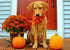 4 PCS/Pack Halloween Dog Bandana Pumpkin Reversible Triangle Bibs Scarf Accessories for Dogs Cats Pets Large...