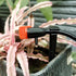 Garden Irrigation Dripper, 30 Pack Adjustable Drip Emitters Garden Succulent Watering Dripper Sprinkler for 4mm/7mm Hose for Home Succulents Plant...