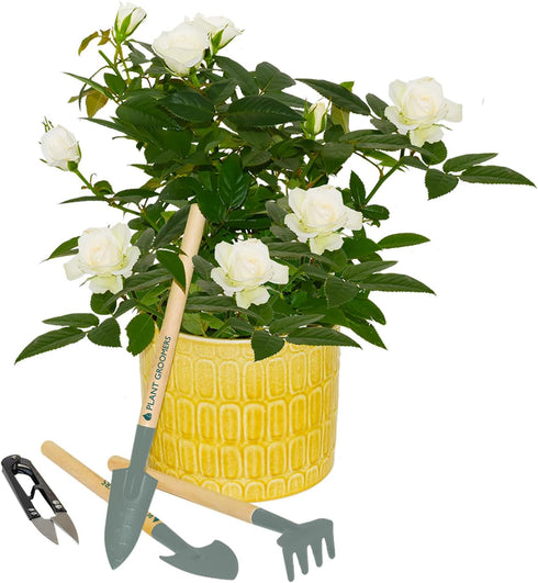Plant Grooming Tool Kit - Set of 4 - Gardening Spade - Gardening Trowel - Gardening Rake - Gardening Snips - Small and Easy to Handle...
