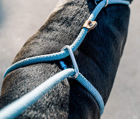 Ultra Reflective Premium Dog Slip Leash Made from Mountain Climbing Rope - Great for Training and The Strongest Pullers 6 Foot (Woof Blue w/Carabi...