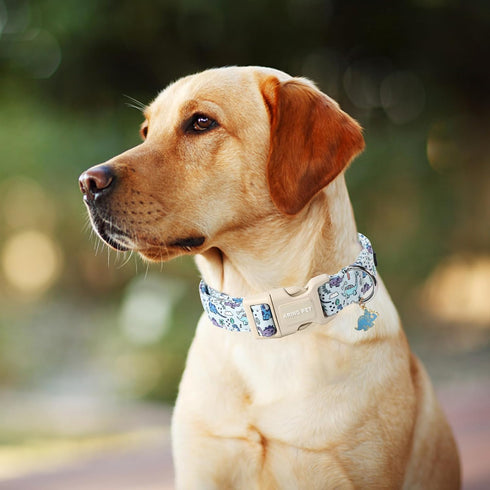 ARING PET Dinosaur Dog Collar-Cute Dog Collar for Small Dogs, Adjustable Dinosaur Print Pet Collars Puppy Collar for Small Medium Large Dogs...
