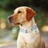 ARING PET Dinosaur Dog Collar-Cute Dog Collar for Small Dogs, Adjustable Dinosaur Print Pet Collars Puppy Collar for Small Medium Large Dogs...