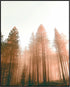 Posterizer 1 pcs-beautiful nature scene with evergreen trees and mountains 5-Landscape & Nature Art-Gift for Art Lovers-Decor for Home & Office- u...