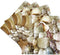 3dRose CST_40854_3 Florida Seashells II Ceramic Tile Coasters (Set of 4)...