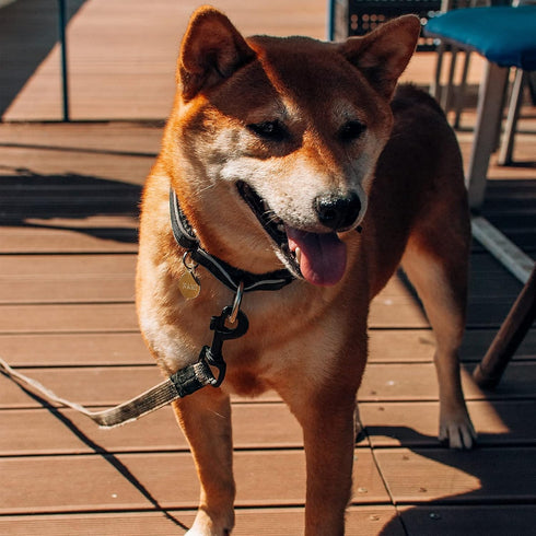 Swivel Eye Bolt Snap Hooks Black Heavy Duty Dog Leash Clips Dog Leash Clasp Dog Leash Snaps Hooks Trigger Clip Trigger Snaps 3/4" 4pcs...