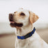 Mile High Life Reflective Dog Collar | Nylon Pet Collars wiith Buckle | Light Weight Puppy Collars | Blue Dog Collars for Medium Dogs (Blue, M)...