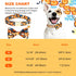 Happy Halloween Dog Collar with Pumpkin - Durable, Adjustable, and Stylish Pet Collar Available in Small, Medium, Large L...