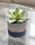 Assorted Nordic Cement Succulent Pots 3.5" Planters with Drainage | 3 Pack...