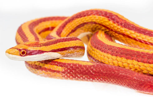 Safari Ltd.Corn Snake Figurine - Lifelike 5.25" Model Figure - Educational Toy for Boys, Girls, and Kids Ages 3+...
